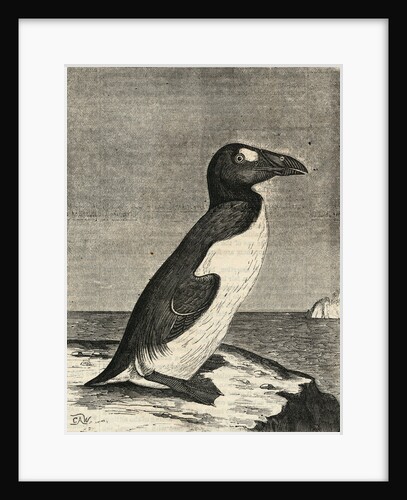 Engraving of Great Auk by Anonymous