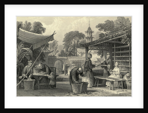 Feeding Silkworms and Sorting Cocoons by Anonymous