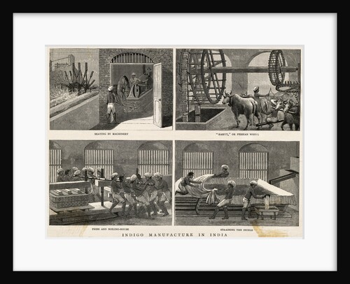 Illustration of Indigo Manufacturing Process in India by Anonymous