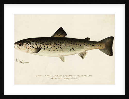 Illustration of a Female Land Locked Salmon by Anonymous