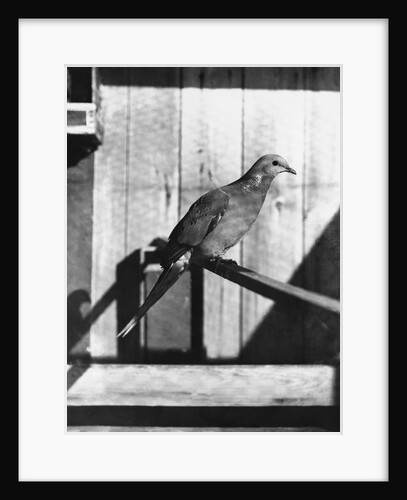 Last Male Passenger Pigeon by Anonymous