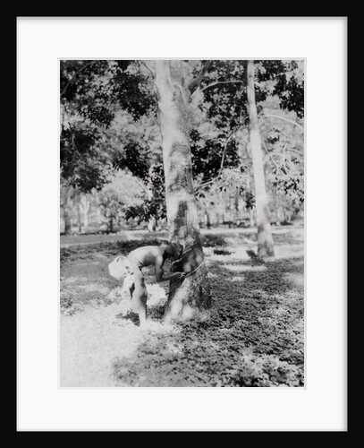Native of Sumatra Removing Sap from Tree by Anonymous