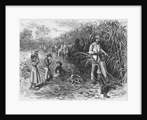 Workers Cutting Sugar Cane by Anonymous