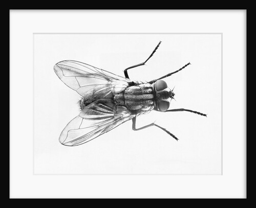 House Fly by Anonymous