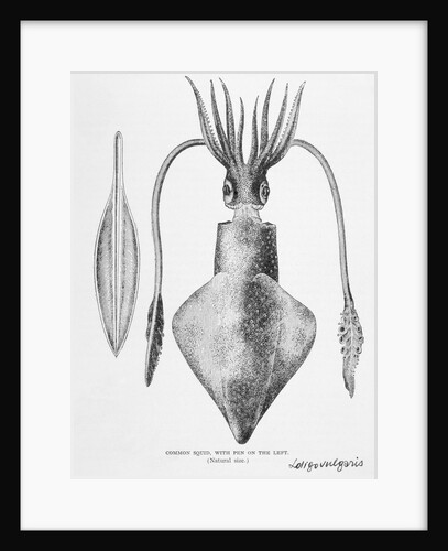 Illustration of a Squid, Loligo vulgaris by Anonymous