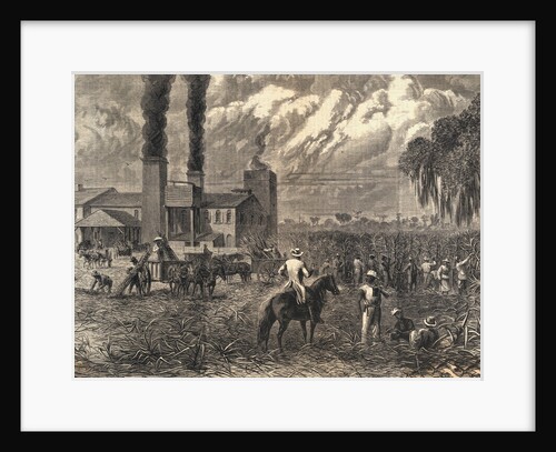 Plantation Workers Harvesting Sugar by Anonymous