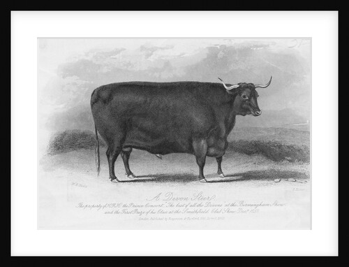 Engraving of Prize Winning Devon Steer by Anonymous