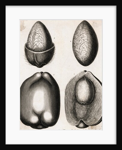 Engraving of Different Views of a Cocoa Fruit by Anonymous
