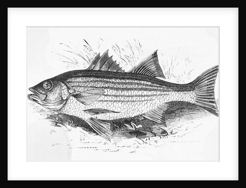 Drawing of Striped Bass by Anonymous