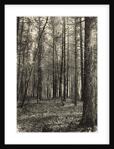 A Scene Near Walden Pond by Anonymous