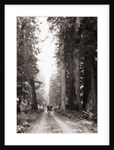 Lone Car on Forest Dirt Road by Anonymous