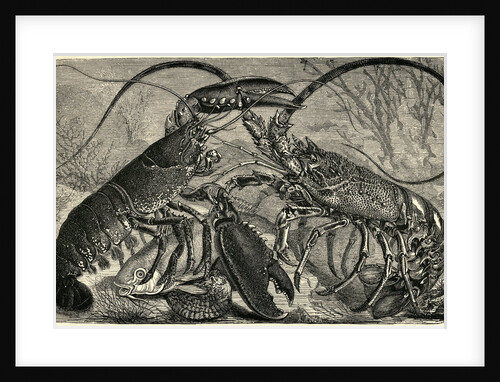 Engraving of Lobster and Spring Lobster by Anonymous