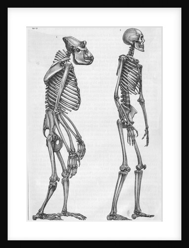 Illustration Depicting Skeleton Comparison of a Human and Gorilla by Anonymous
