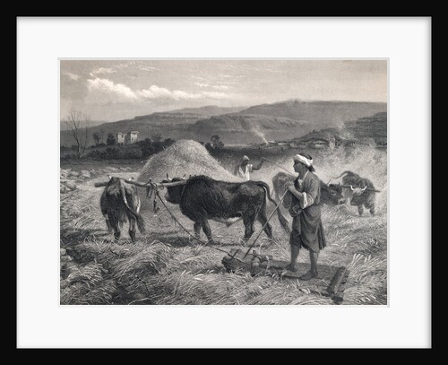 Western Asian Field Workers Threshing Crops with Use of Oxen by Anonymous