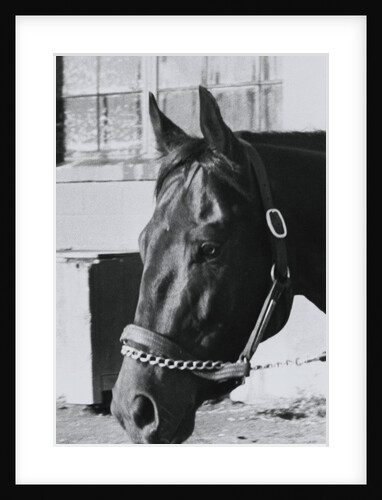 Race Horse Seattle Slew Poking His Head from Stall by Anonymous