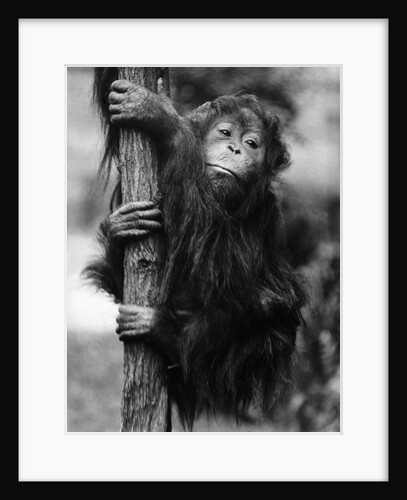Orangutan Clinging to Tree by Anonymous