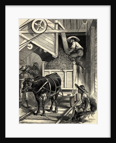 Woodcut of Plantation Workers with Ox by Anonymous