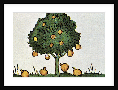 Sapodilla Fruit Tree by Anonymous