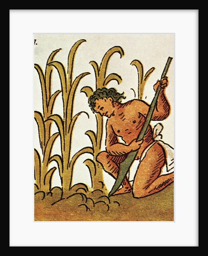 Illustration of an Aztec Man Cultivating Crops from the Florentine Codex by Anonymous