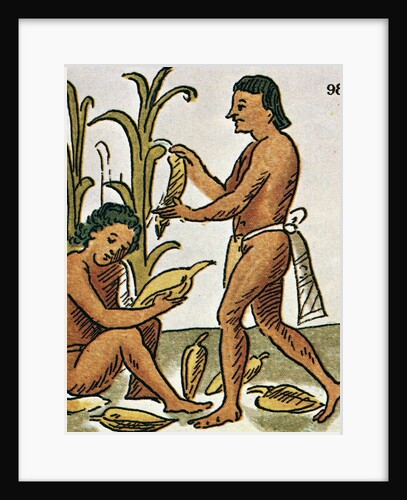 Harvesting Corn by Anonymous