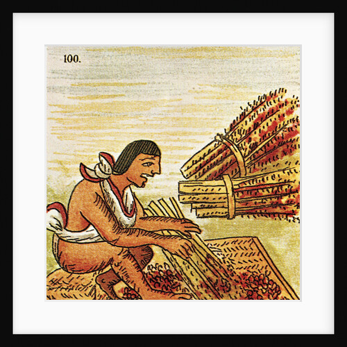 Illustration of an Aztec Man Threshing Amaranth from the Florentine Codex by Anonymous