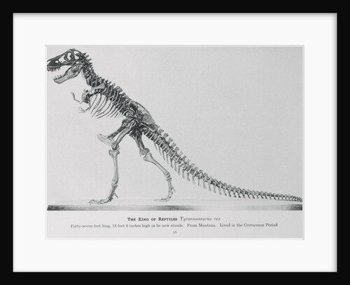 Tyrannosaurus Rex Illustration by Anonymous