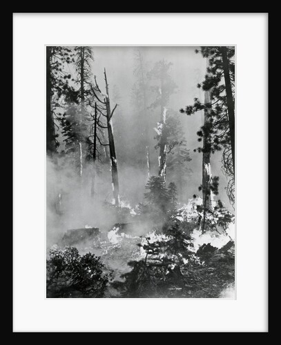 Portrait Of A Raging Forrest Fire by Anonymous