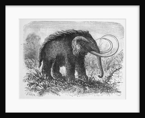 Woolly Mammoth by Anonymous