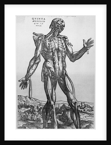 The Muscular System by Anonymous