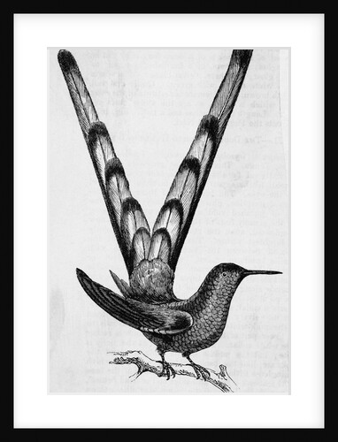 Bar-tailed Hummingbird by Anonymous