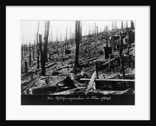 French Forest Destroyed in WWI by Anonymous
