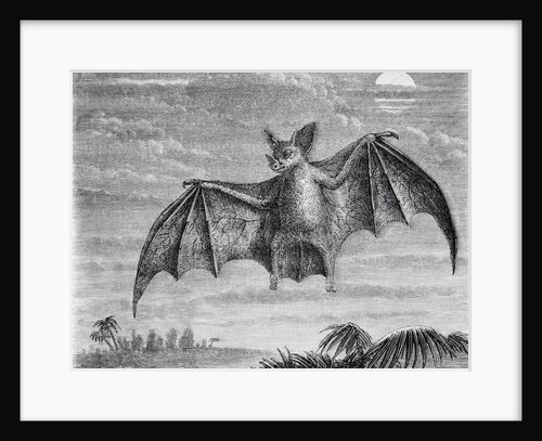 Engraving of American Vampire Bat by Anonymous