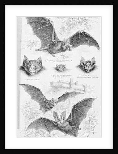 Ilustration of Six Types of Bats by Anonymous