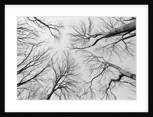 Leafless Trees in Thiepval Wood by Anonymous