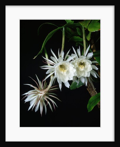 Epiphyllum oxypetalum by Anonymous