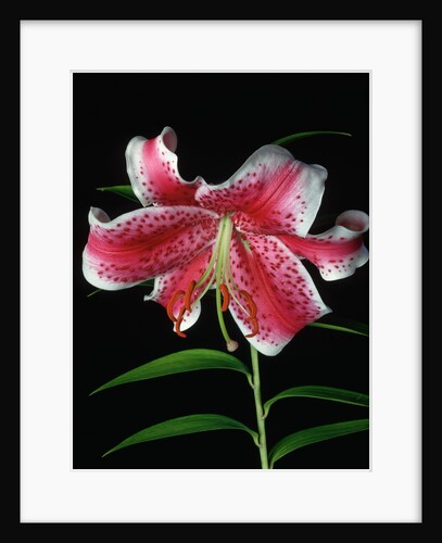 Lilium auratum Hybrid by Anonymous