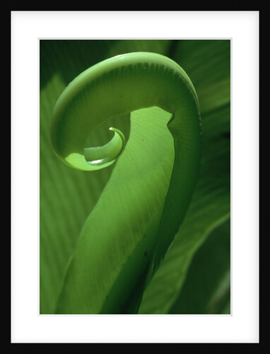 Young Fern Frond Uncurls by Anonymous