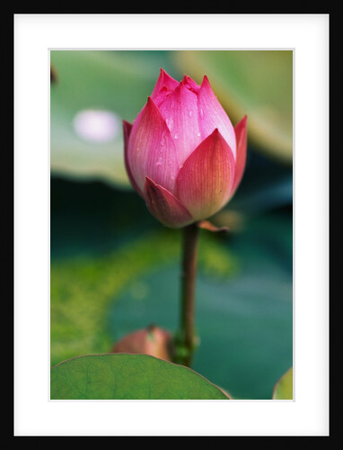 Lotus Flower by Anonymous
