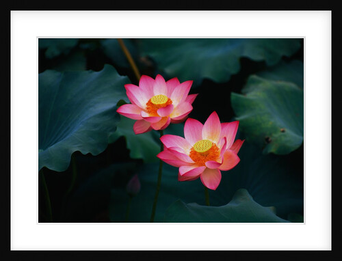 Lotus Flowers by Anonymous