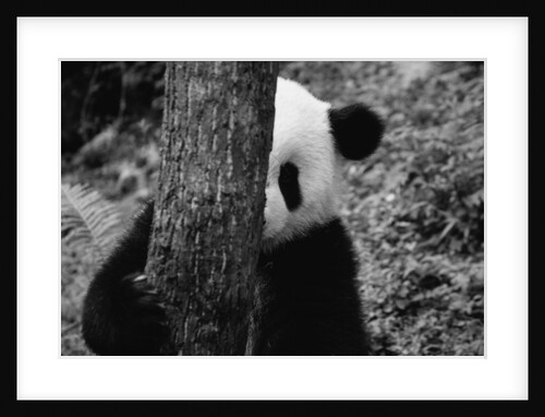 Panda Behind a Tree by Anonymous