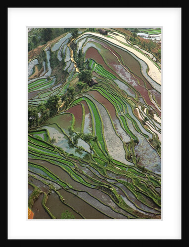 Terraced Rice Fields by Anonymous