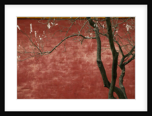 Flowering Pear Tree by Anonymous