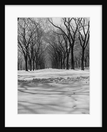 Central Park in Winter by Anonymous