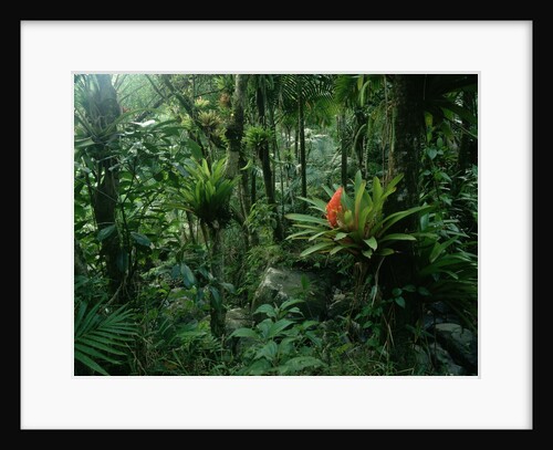 Bromeliads in a Puerto Rican Rainforest by Anonymous