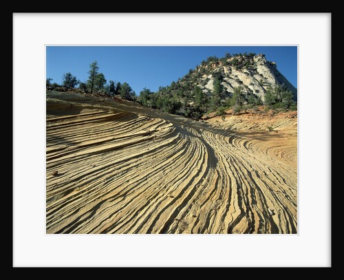 Layers of Navajo Sandstone in Zion National Park by Anonymous
