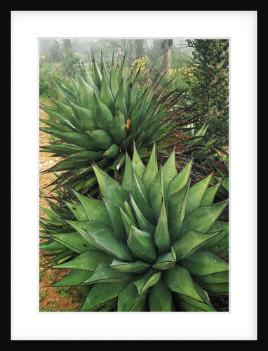 Agave Plant by Anonymous