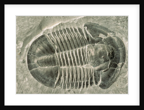 Trilobite Fossil by Anonymous