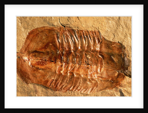 Trilobite Fossil by Anonymous