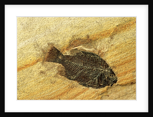 Fossil Fish by Anonymous