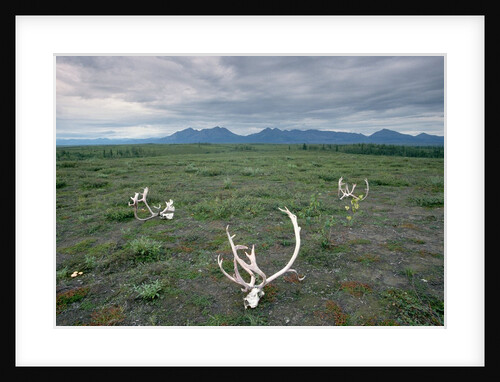 Caribou Skulls Left by Hunters by Anonymous